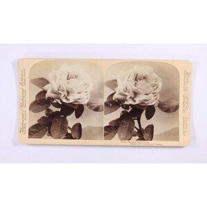 Antique photographic stereo card Rose Baroness Rothschilds Sun Sculpture
